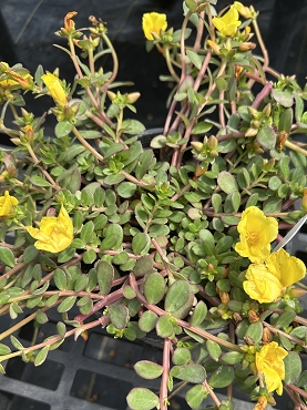 Portulaca oleracea 'Cupcake Yellow Chrome', Purslane